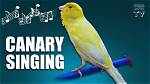 Do Canary Birds Sing?