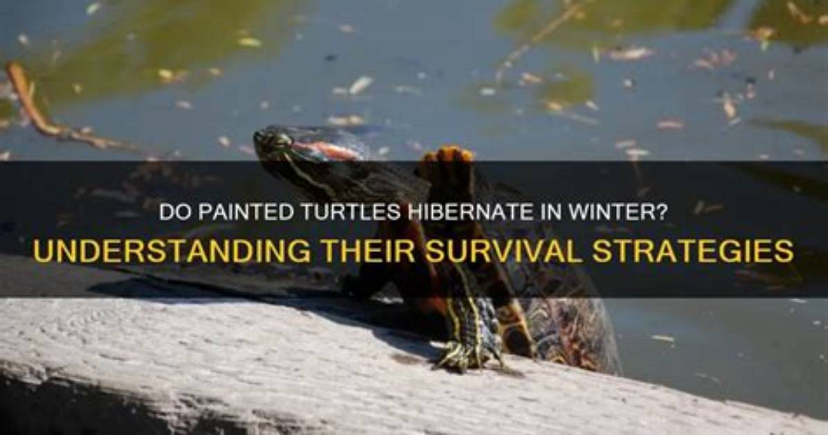Do Captive Turtles Hibernate?