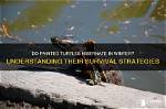 Do Captive Turtles Hibernate?