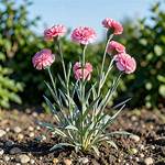 Do Carnation Plants Spread