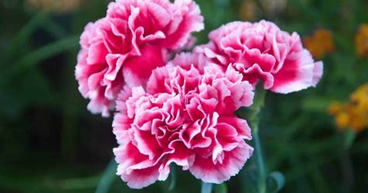 Do Carnations Have Sepals