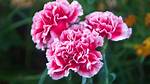 Do Carnations Have Sepals