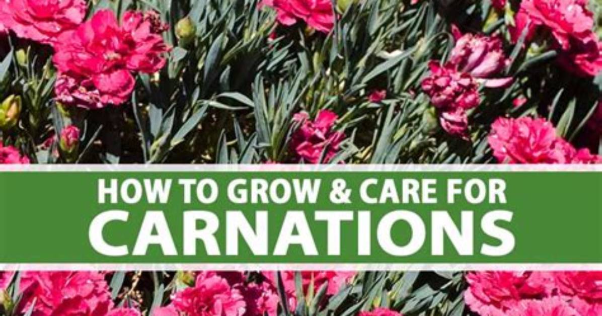 Do Carnations Multiply