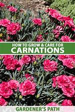 Do Carnations Multiply