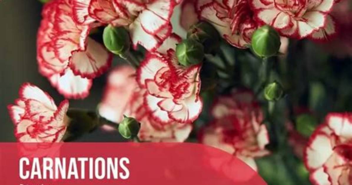 Do Carnations Smell