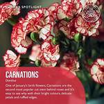Do Carnations Smell