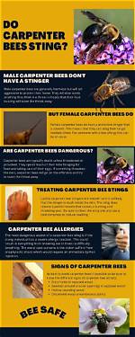 Do. Carpenter Bees Sting?