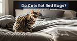 Do Cat Eat Bed Bugs?