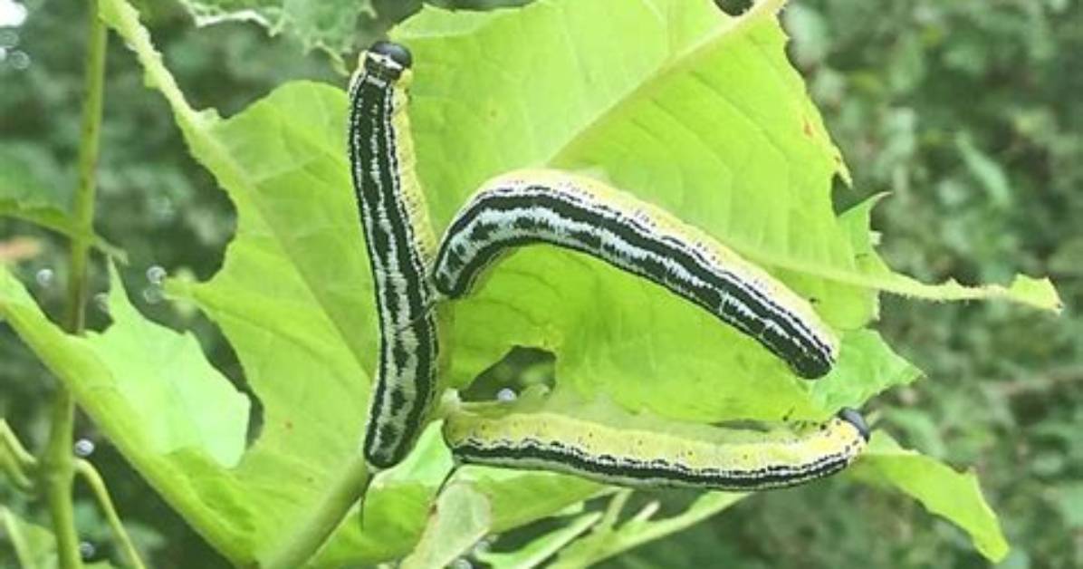Do Catalpa Worms Bite?