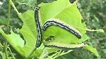 Do Catalpa Worms Bite?