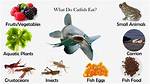 Do Catfish Eat Redear?