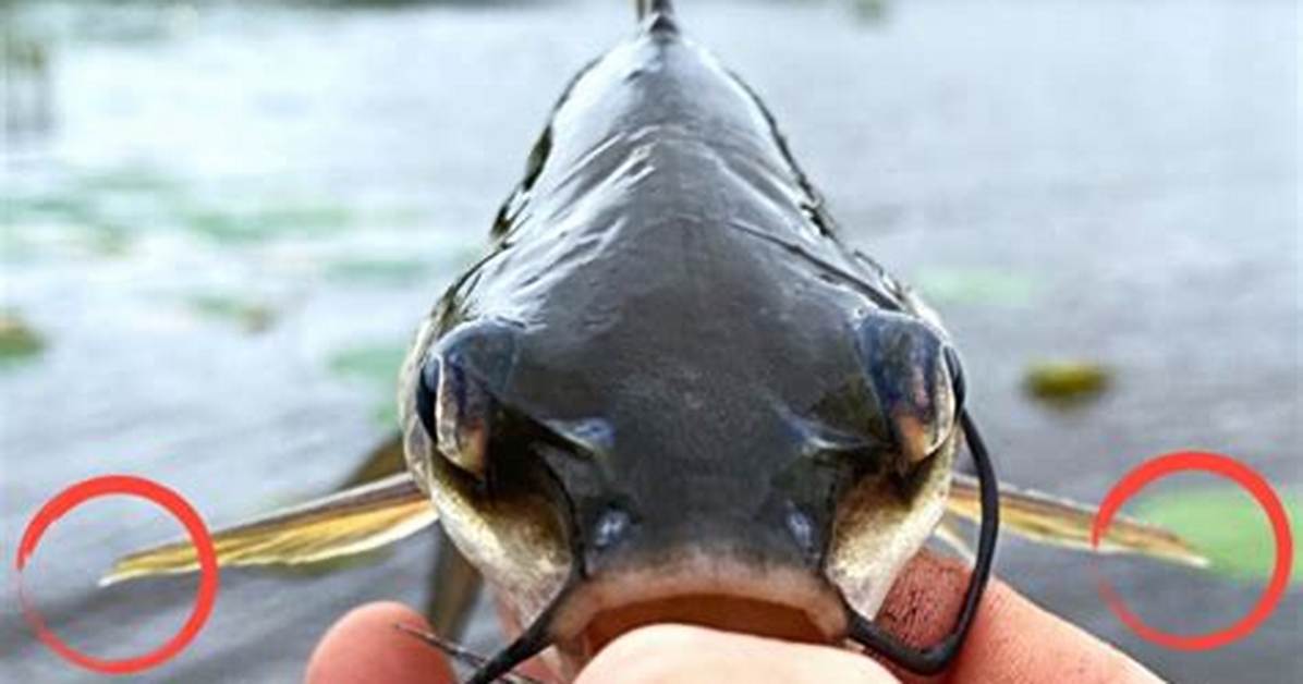 Do Catfish Sting