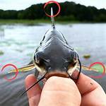 Do Catfish Sting
