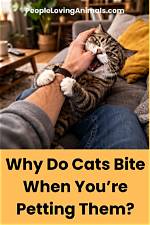 Do Cats Affectionately Bite?