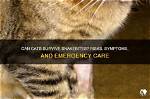 Do Cats Die from Snakebite?