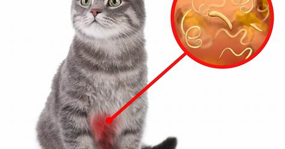 Do Cats Get Bezoars?