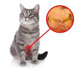 Do Cats Get Bezoars?