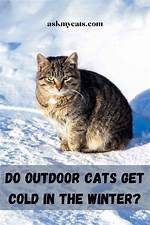 Do Cats Get Cold Outside?