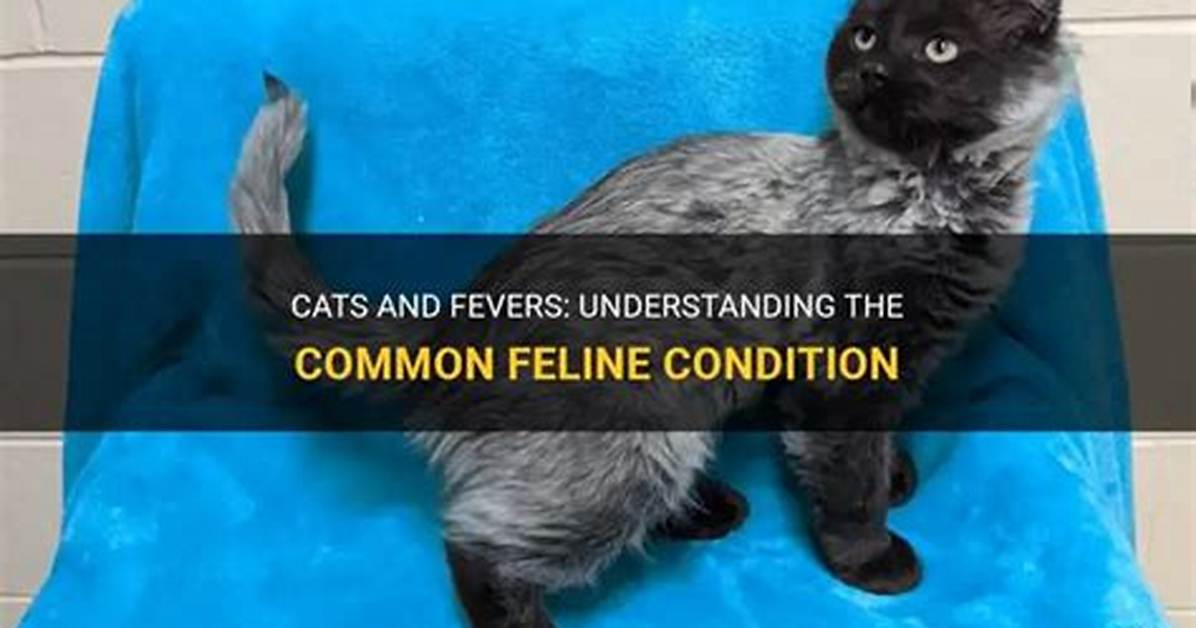 Do Cats Get Fevers?