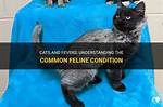 Do Cats Get Fevers?