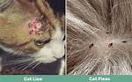 Do Cats Get Lice?