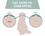 Do Cats Get Pimples?