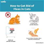 Do Cats Get Resentful?