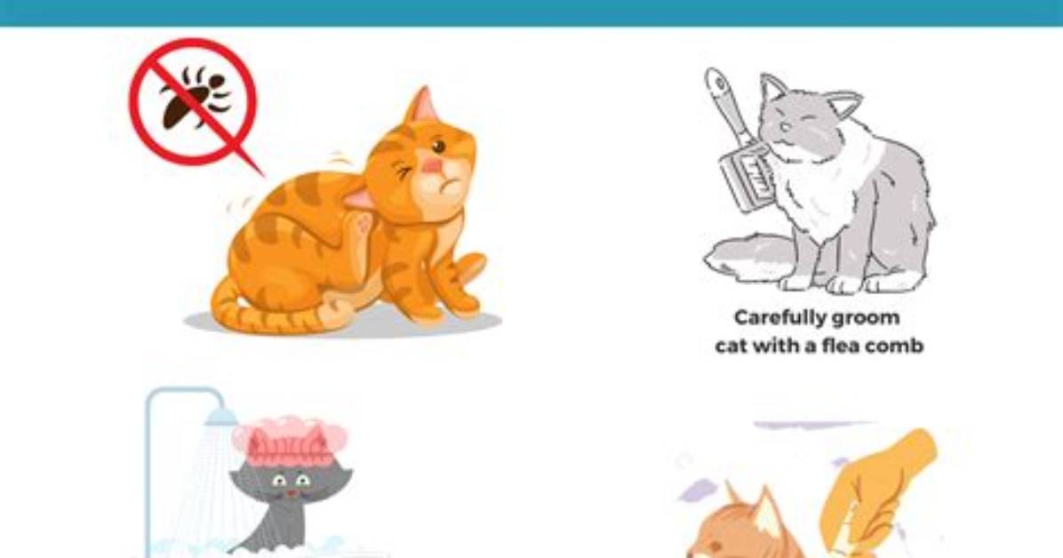 Do Cats Get Showered?