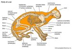 Do Cats Have Spines?