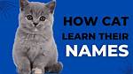 Do Cats Learn Their Name?
