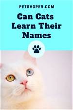 Do Cats Learn Their Names?