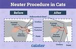 Do Cats Need Castration?