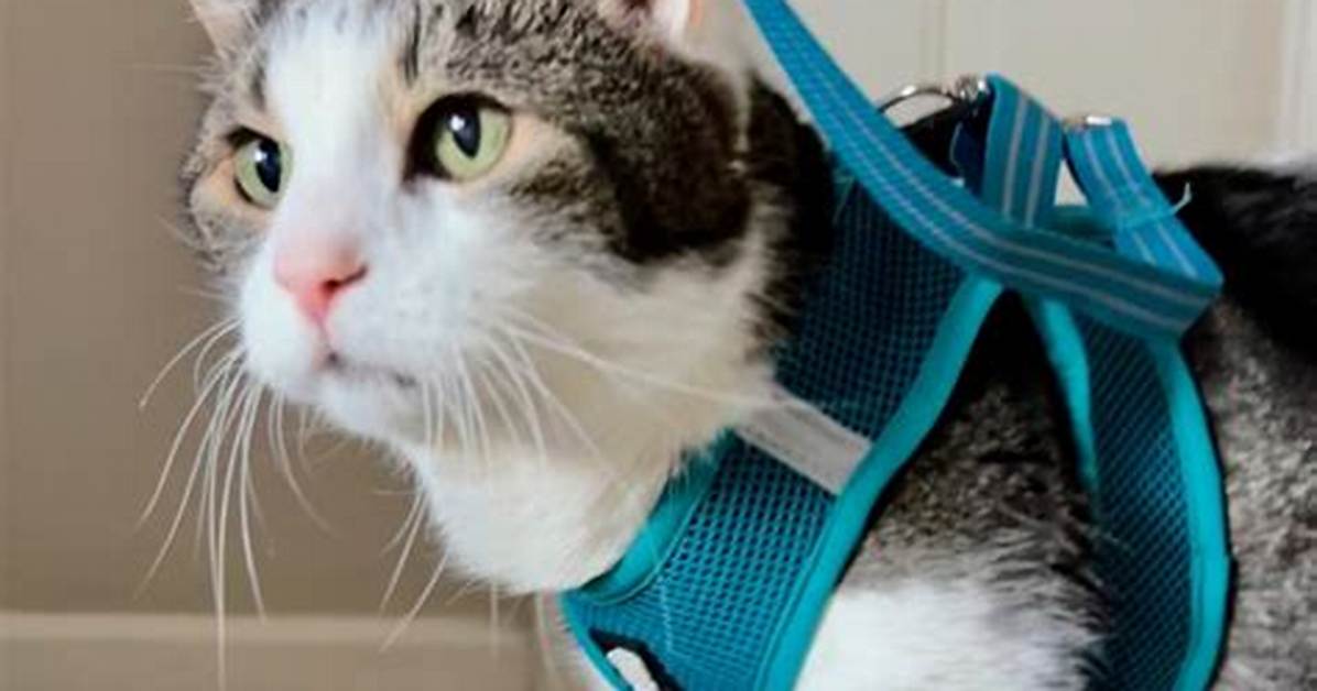Do Cats Need Leashes?