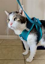 Do Cats Need Leashes?