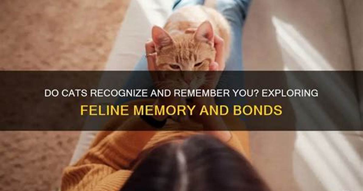 Do Cats Remember You?