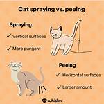 Do Cats Spray