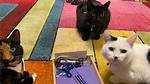 Do Cats Train Humans?