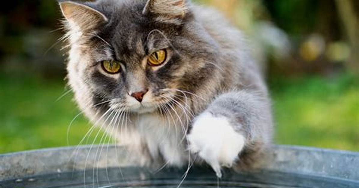 Do Cats Waters Break?