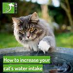 Do Cats Waters Break?
