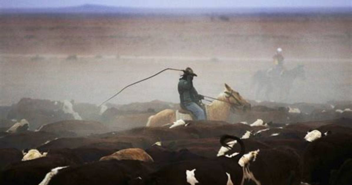 Do Cattle Rustlers Still Exist?