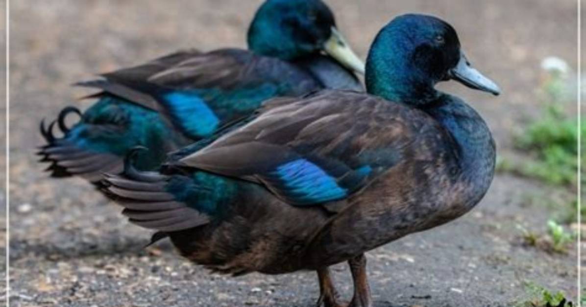 Do Cayuga Ducks Quack?