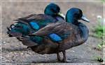 Do Cayuga Ducks Quack?