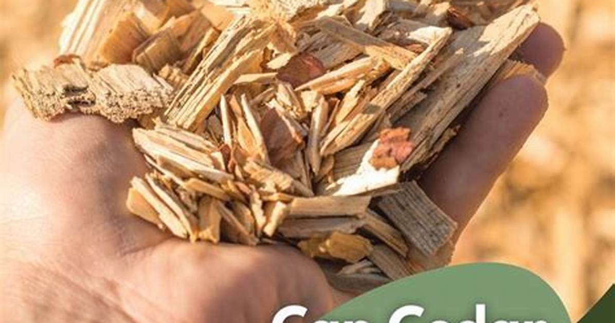 Do Cedar Chips Kill Fleas