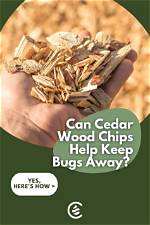 Do Cedar Chips Kill Fleas