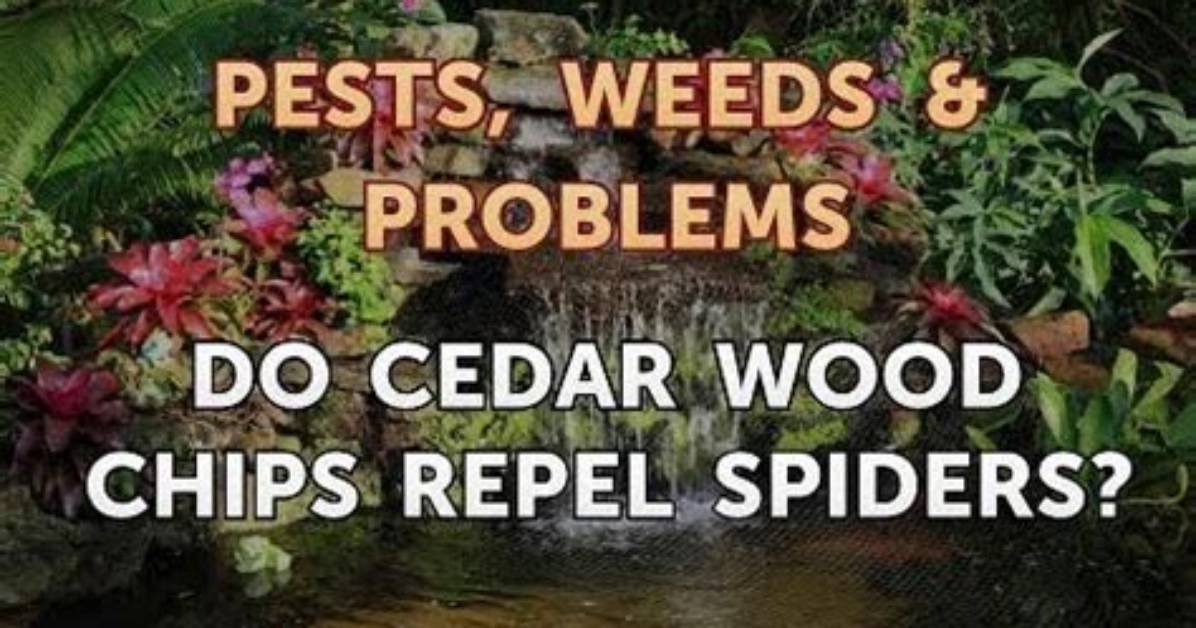 Do Cedar Chips Repel Spiders