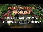 Do Cedar Chips Repel Spiders