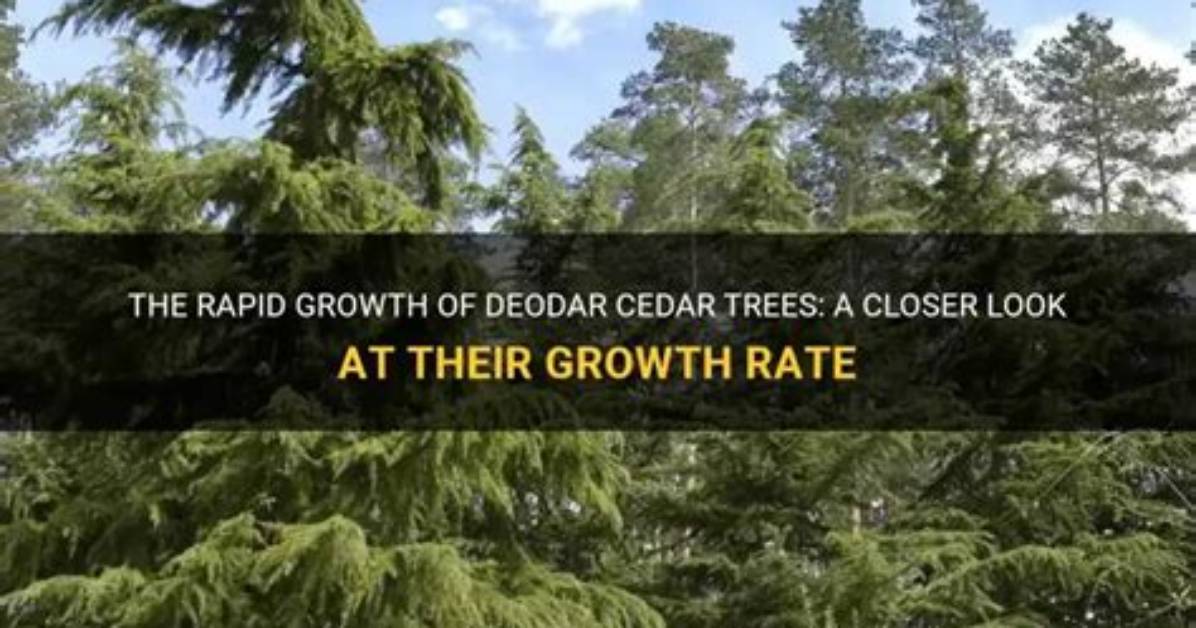 Do Cedar Trees Grow Fast?