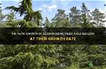 Do Cedar Trees Grow Fast?
