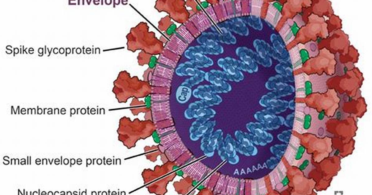 Do Cells Have Capsid?