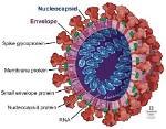 Do Cells Have Capsid?